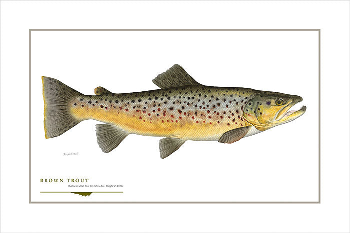 Brown Trout