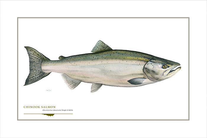 Chinook Salmon