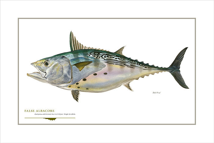 False Albacore
