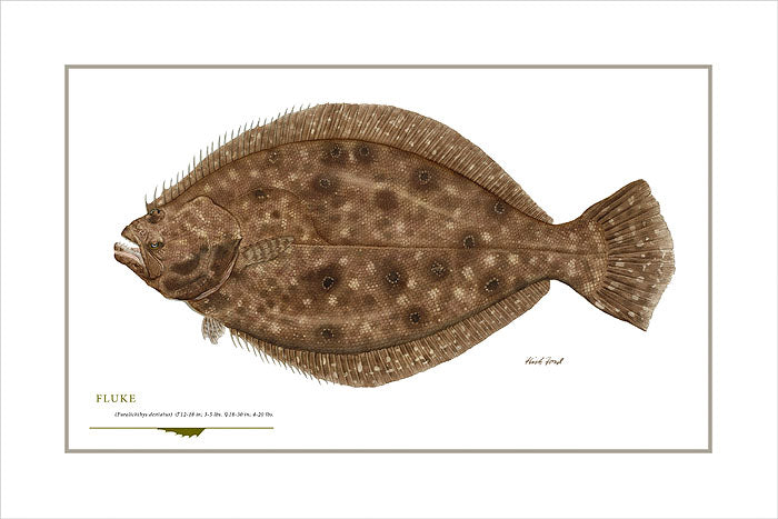 Fluke