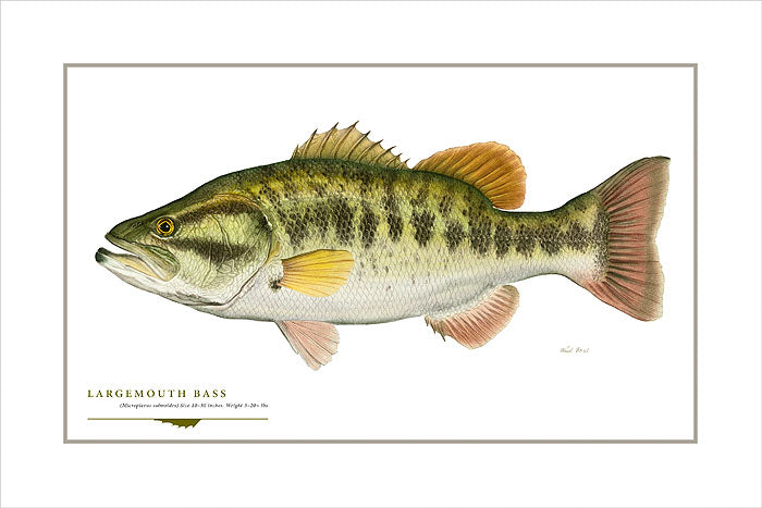 Largemouth Bass