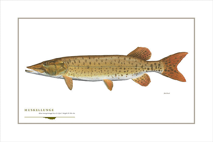 Muskellunge