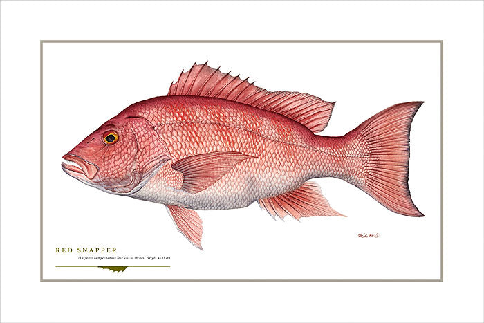 Red Snapper