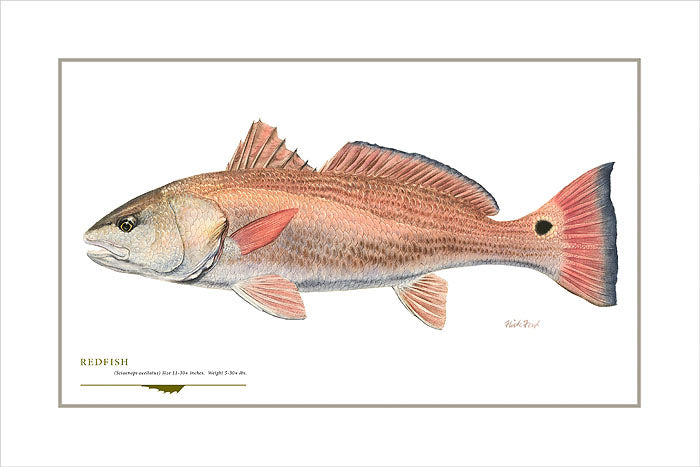 Redfish
