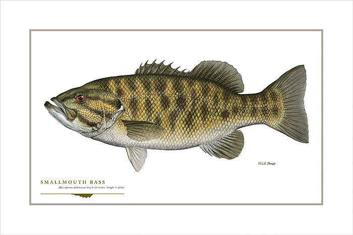Smallmouth Bass