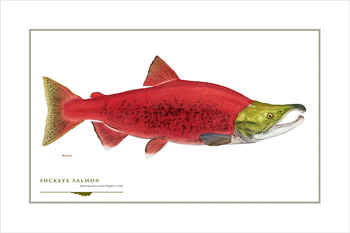 Sockeye Salmon