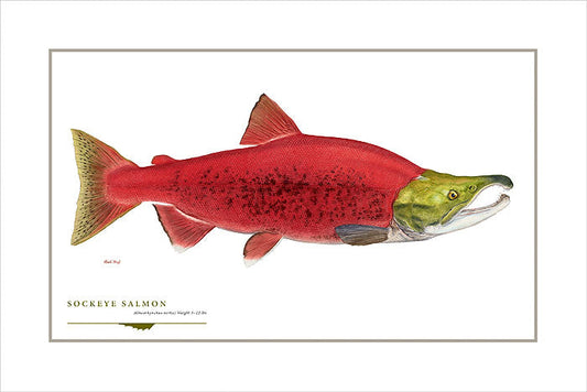 Sockeye Salmon