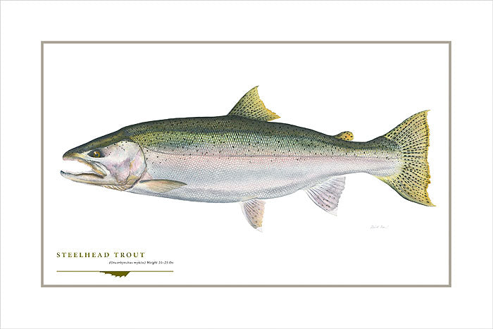 Steelhead Trout