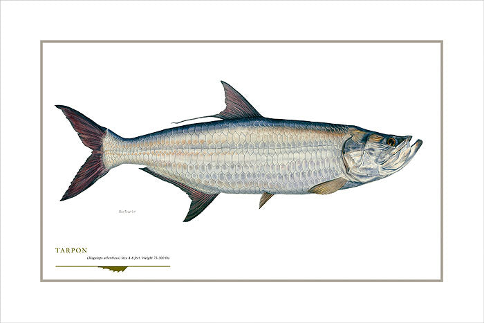 Tarpon