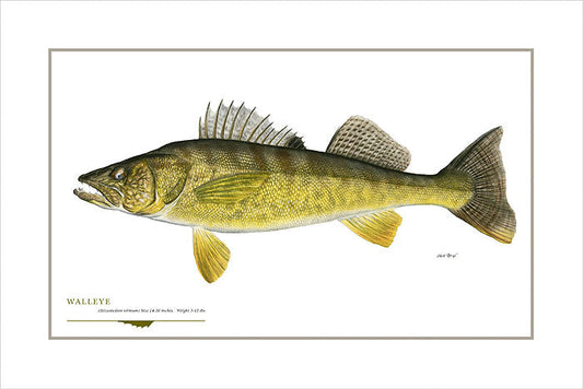 Walleye