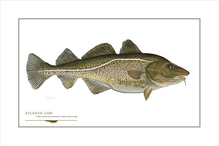 Atlantic Cod