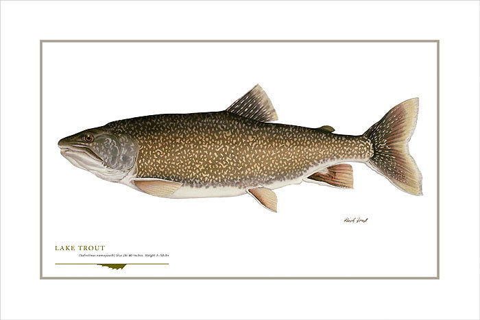Lake Trout