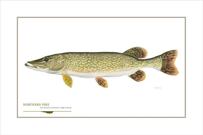 Northern Pike