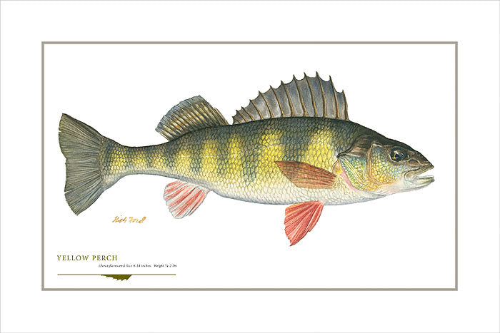 Yellow Perch