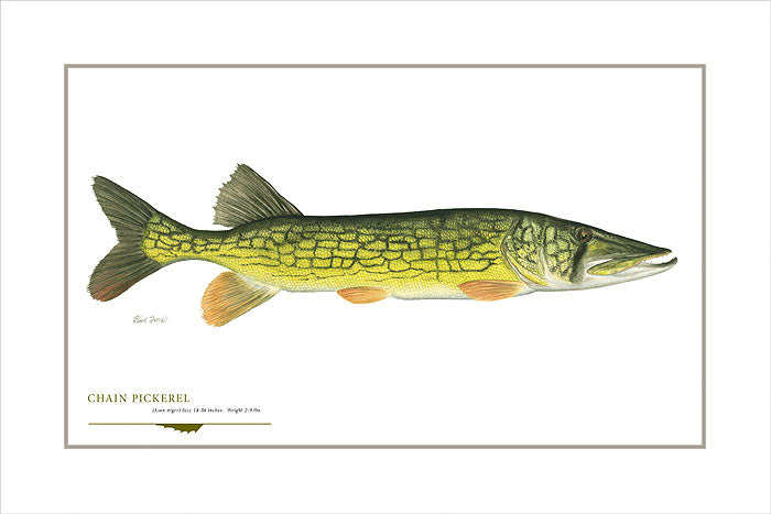Chain Pickerel