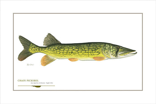 Chain Pickerel