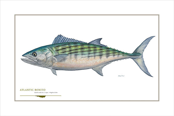 Atlantic Bonito