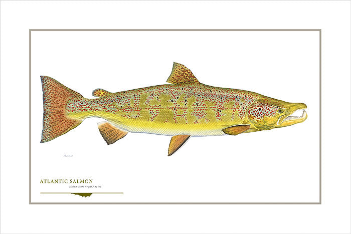 Atlantic Salmon