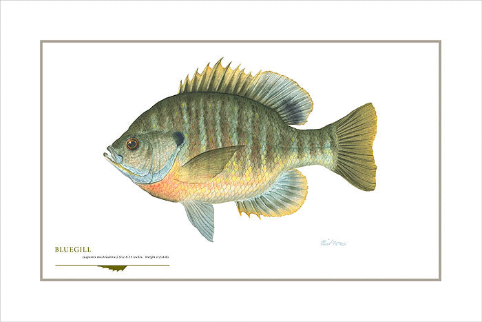 Bluegill