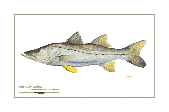 Common Snook