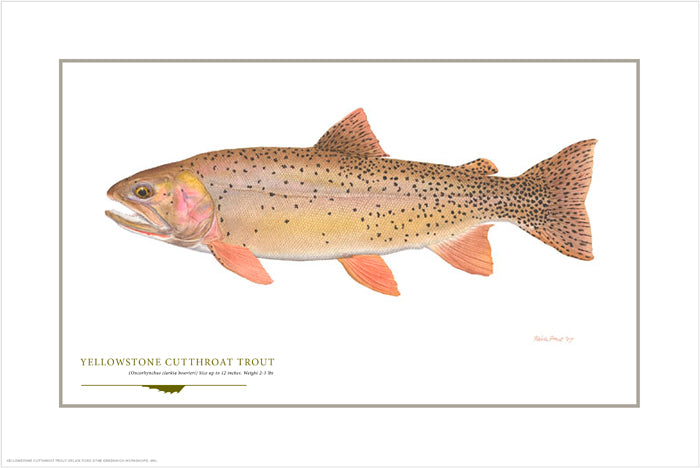 Yellowstone Cutthroat