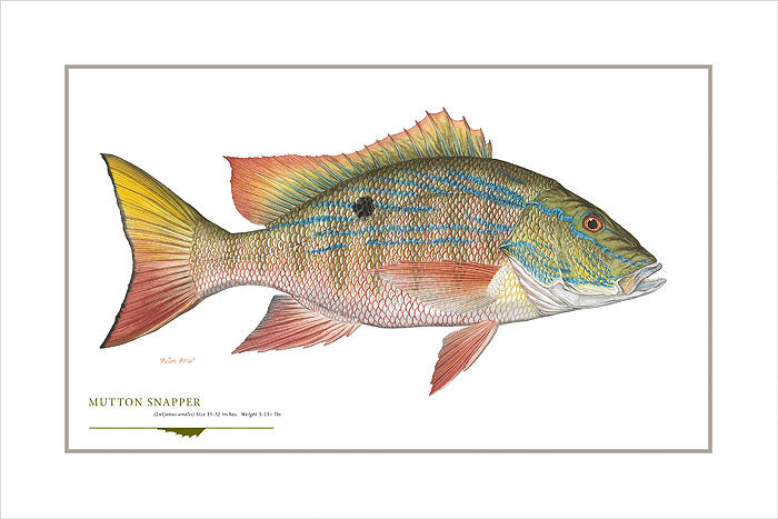 Mutton Snapper
