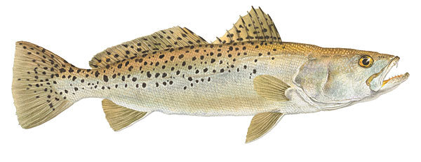 Spotted Seatrout