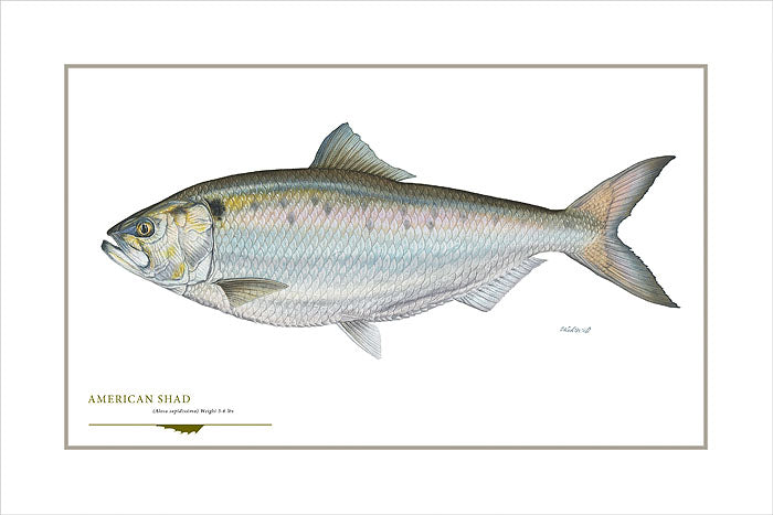 American Shad