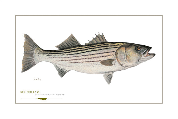 Striped Bass
