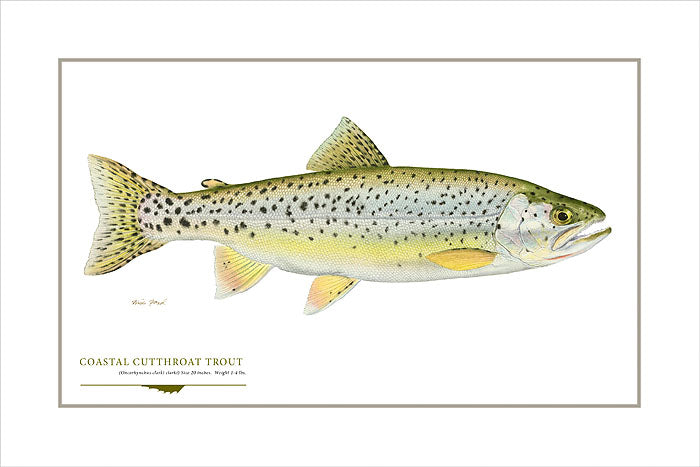 Coastal Cutthroat Trout