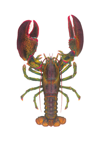 World Record Lobster