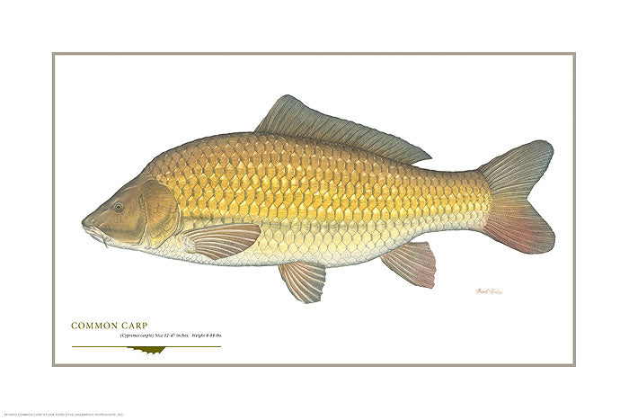 Common Carp