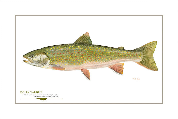 Dolly Varden Trout