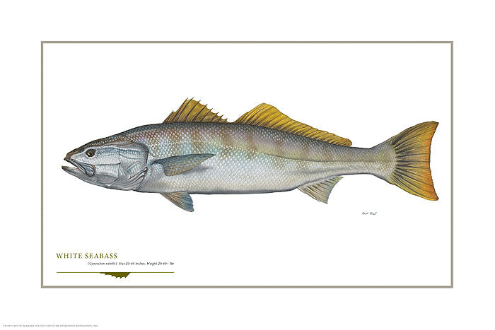 White Seabass