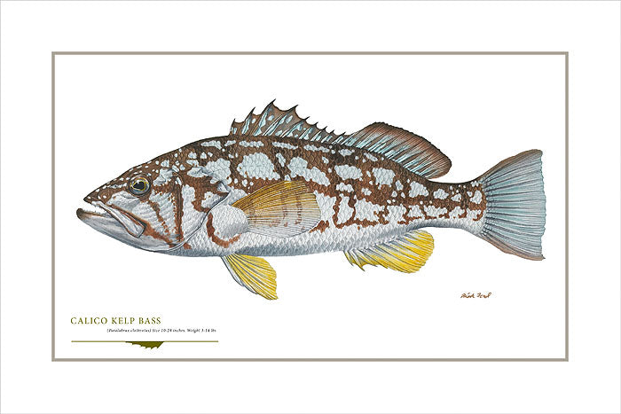 Calico Kelp Bass