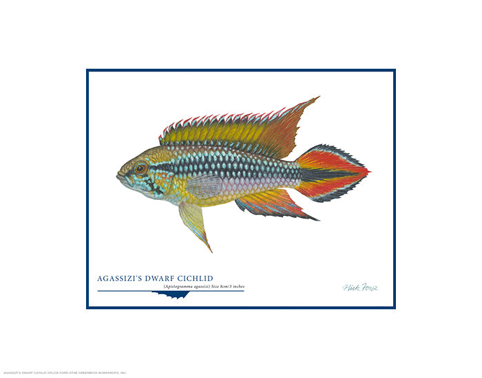 Agassizi´s Dwarf Cichlid