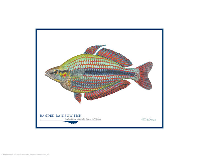 Banded Rainbow Fish