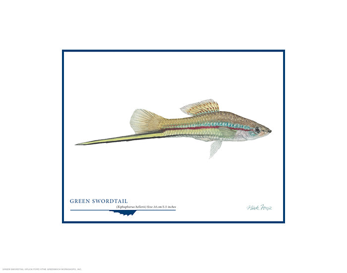 Green Swordtail