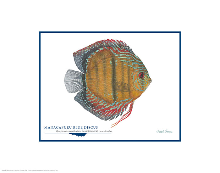 Manacapuru Blue Discus