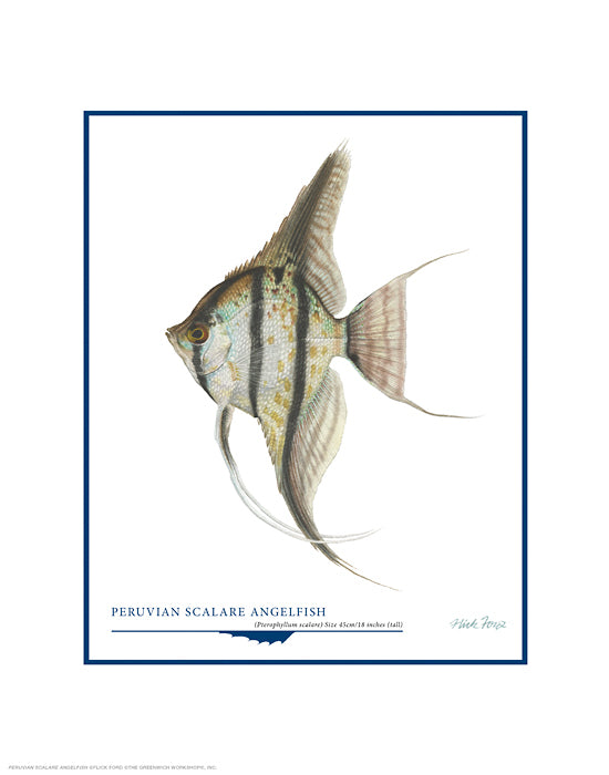Peruvian Scalare Angel Fish