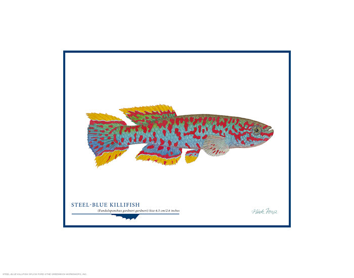 Steel-blue Killifish