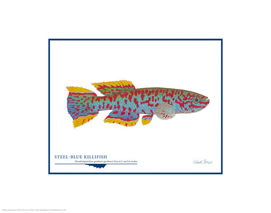 Steel-blue Killifish