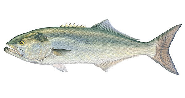 Bluefish