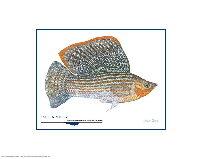 Sailfin Molly