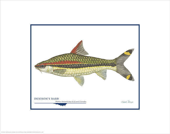 Denison´s Barb