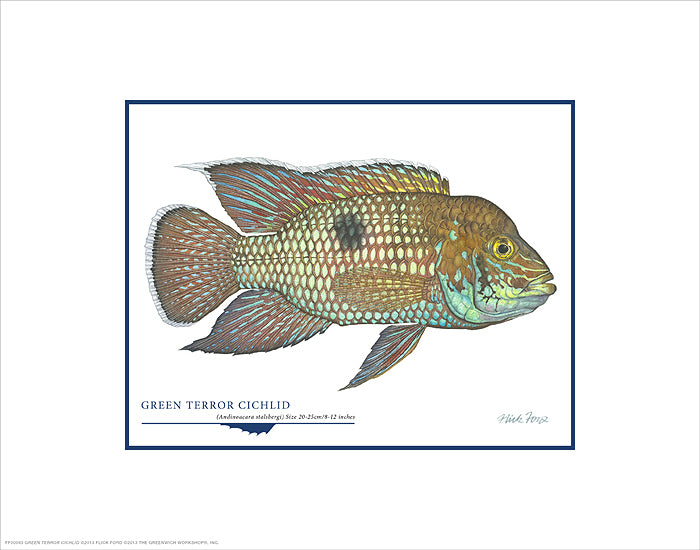 Green Terror Cichlid