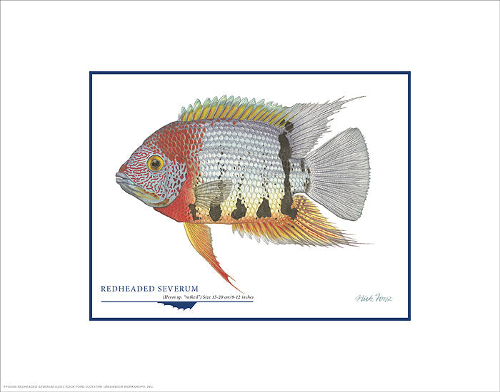 Redheaded Severum