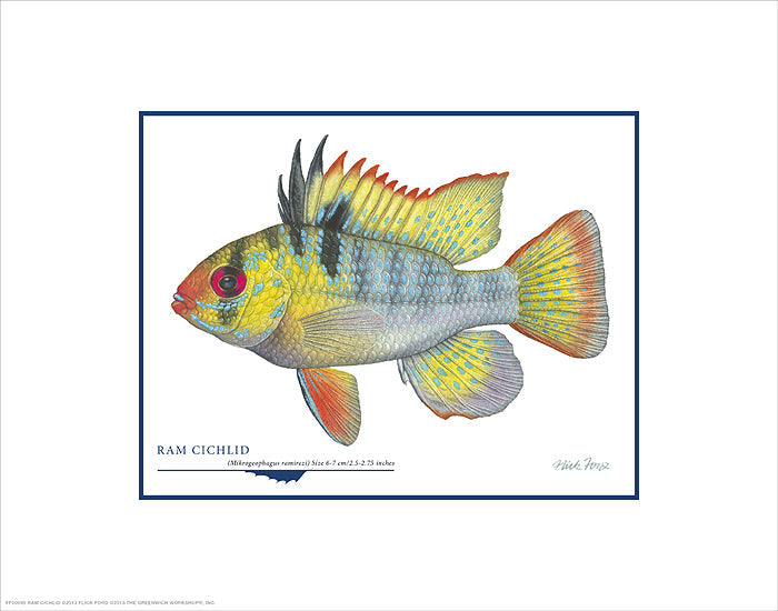 Ram Cichlid