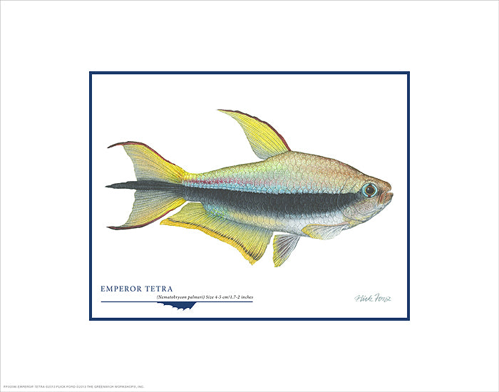 Emperor Tetra