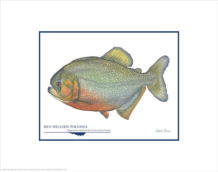 Red-Bellied Piranha